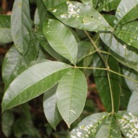 Melicope lunu-ankenda (Gaertn.) T.G.Hartley